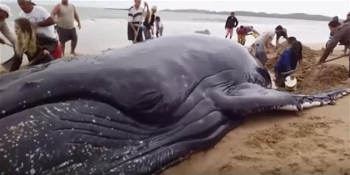 VIDEO Veľrybu uviaznutú na pobreží Brazílie sa podarilo vrátiť do oceánu