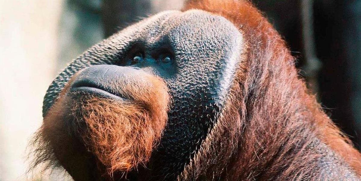 V USA zomrel orangutan J.J., bol najstarším samcom svojho druhu
