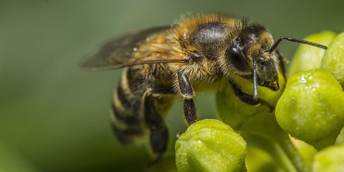 VIDEO Himalájske včely produkujú halucinogénny med: Je nesmierne vzácny