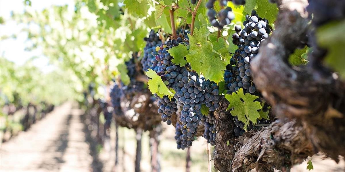 Sicília skrývala najstaršie víno na svete: Pochádza zo staroveku!