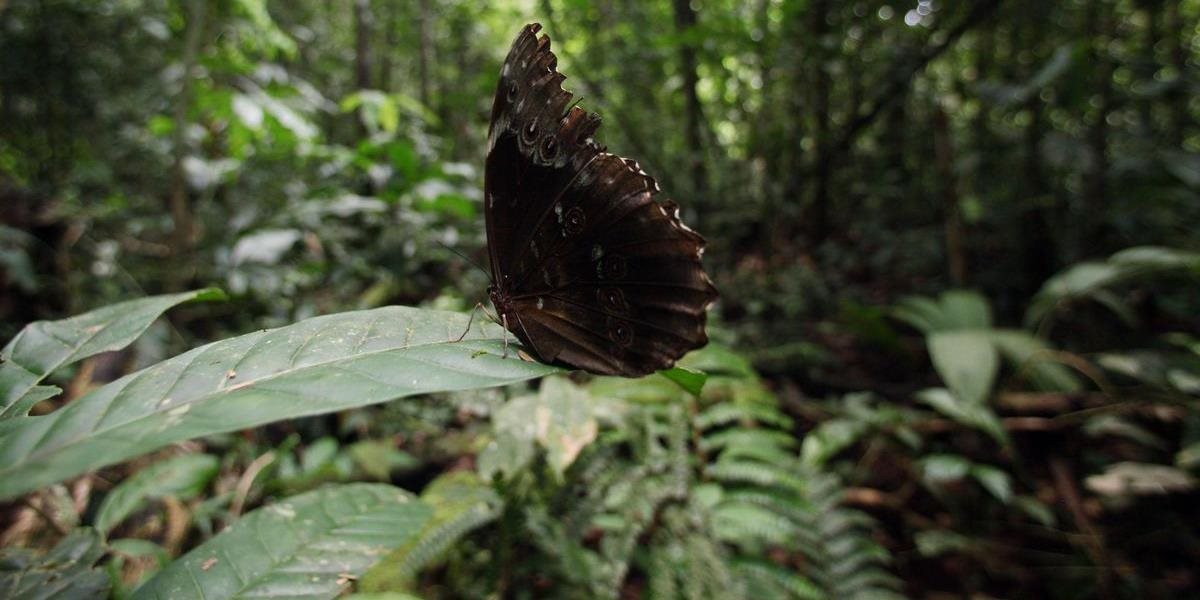 V Amazonskom pralese objavili až 381 nových druhov rastlín a zvierat