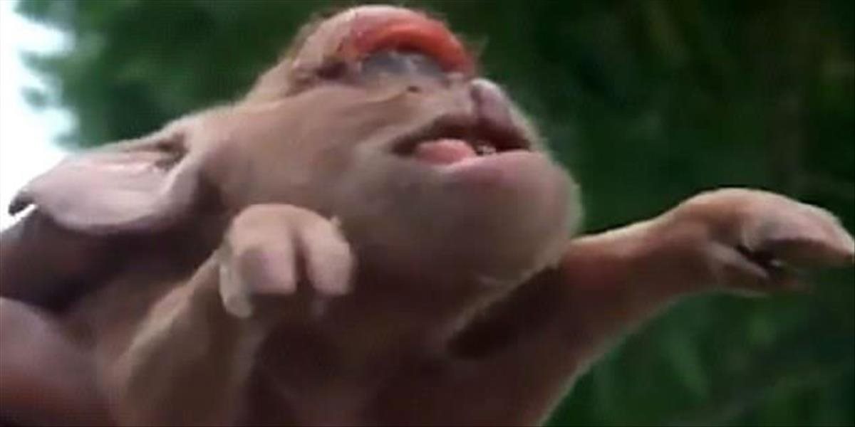 VIDEO Prasa, ktoré vyzerá ako opica