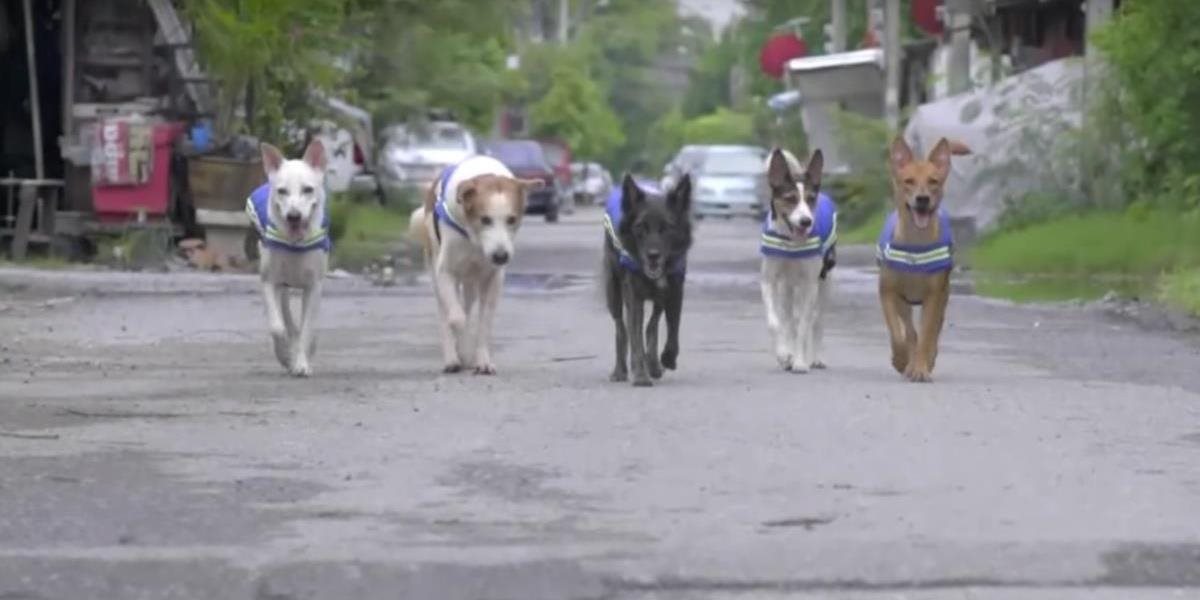 VIDEO V Thajsku spravia z túlavých psov strážcov poriadku