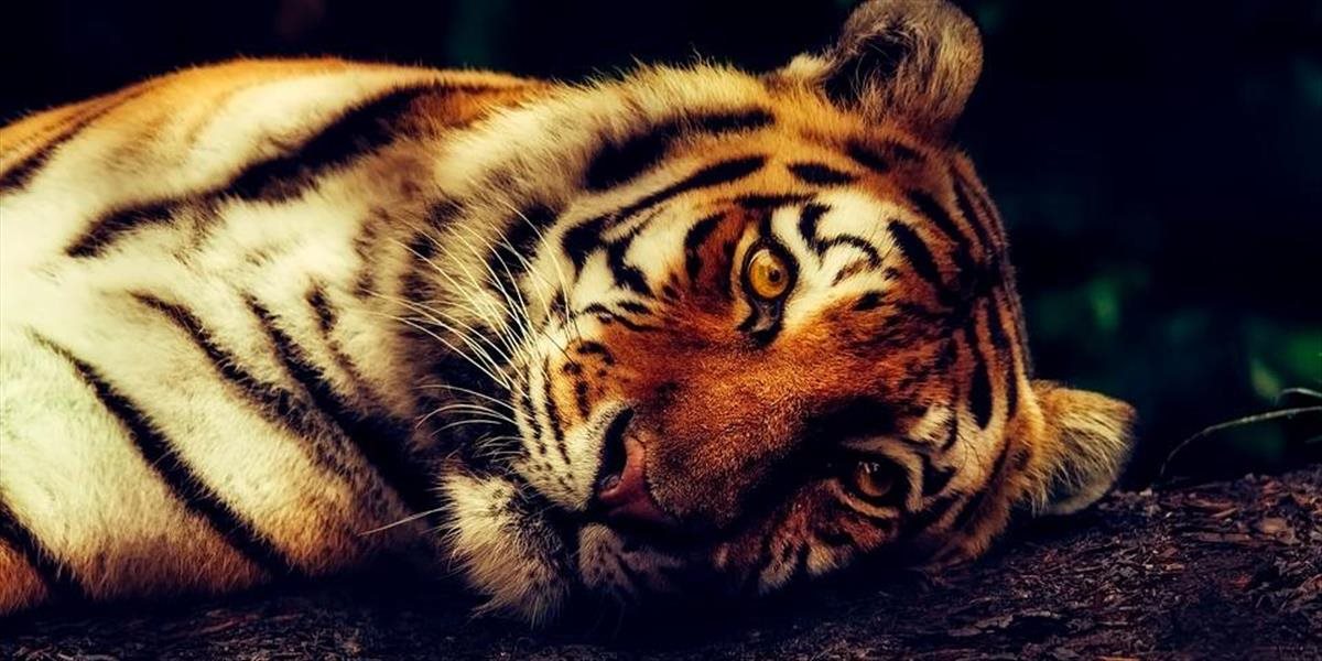 Kazachstan plánuje obnoviť desiatky rokov vyhynutú populáciu tigrov