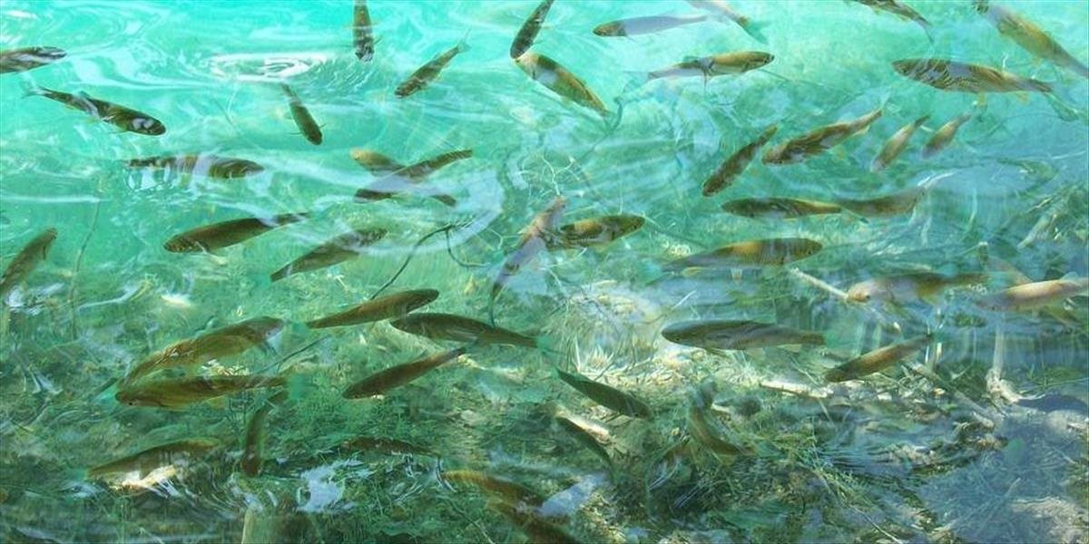 Američania vypúšťajú veľké množstvá neskonzumovaných antidepresív do rieky Niagara, život rýb je v ohrození
