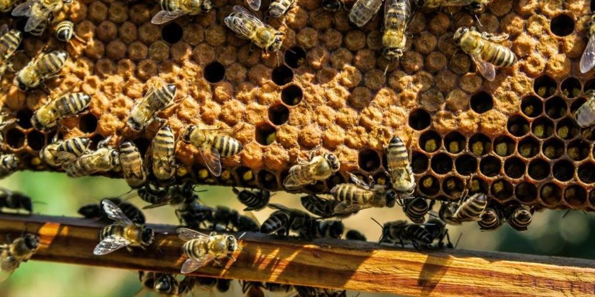 Keďže Európa zaznamenáva obrovské nedostatky medu, tak sme začali vo veľkom dovážať "fejky" z Číny