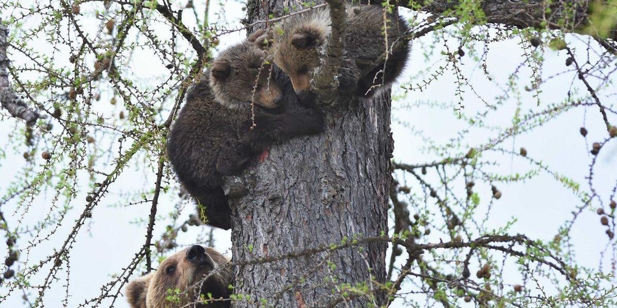 Pozor! Pri obci Tuchyňa sa pohybuje medvedica s mláďatami