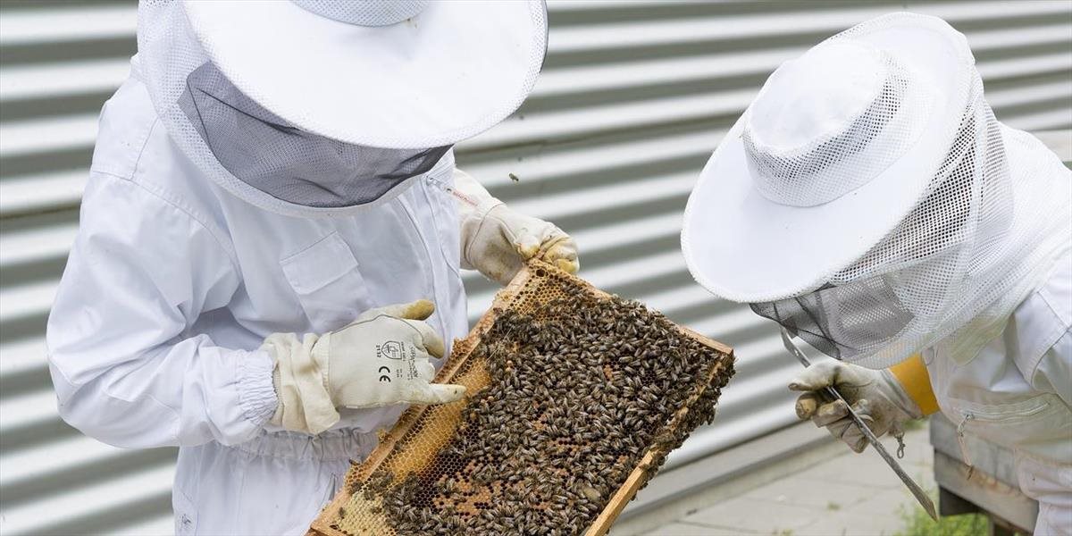 Včelári zažili ďalšiu podpriemernú sezónu, koľko budeme platiť za med?
