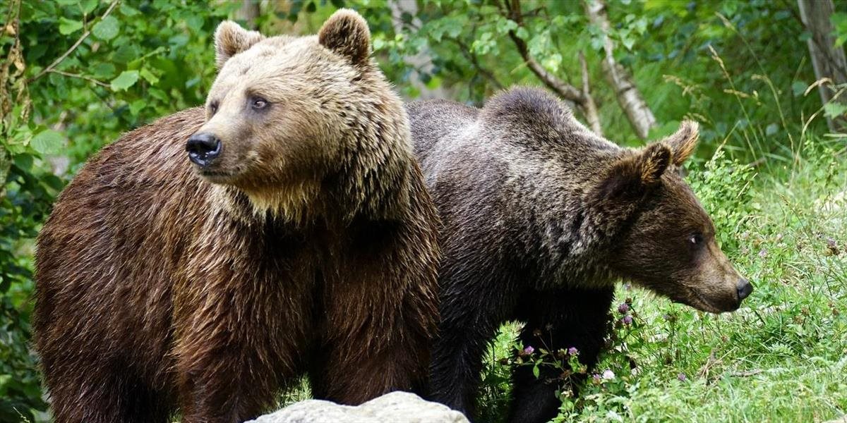 Slovenská cestovka ponúka netradičný zážitok: Medveďa hnedého môžete sledovať vo voľnej prírode