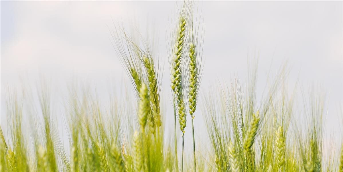 Poľnohospodárska univerzita v Nitre pomáha Indonézii s pestovaním pšenice