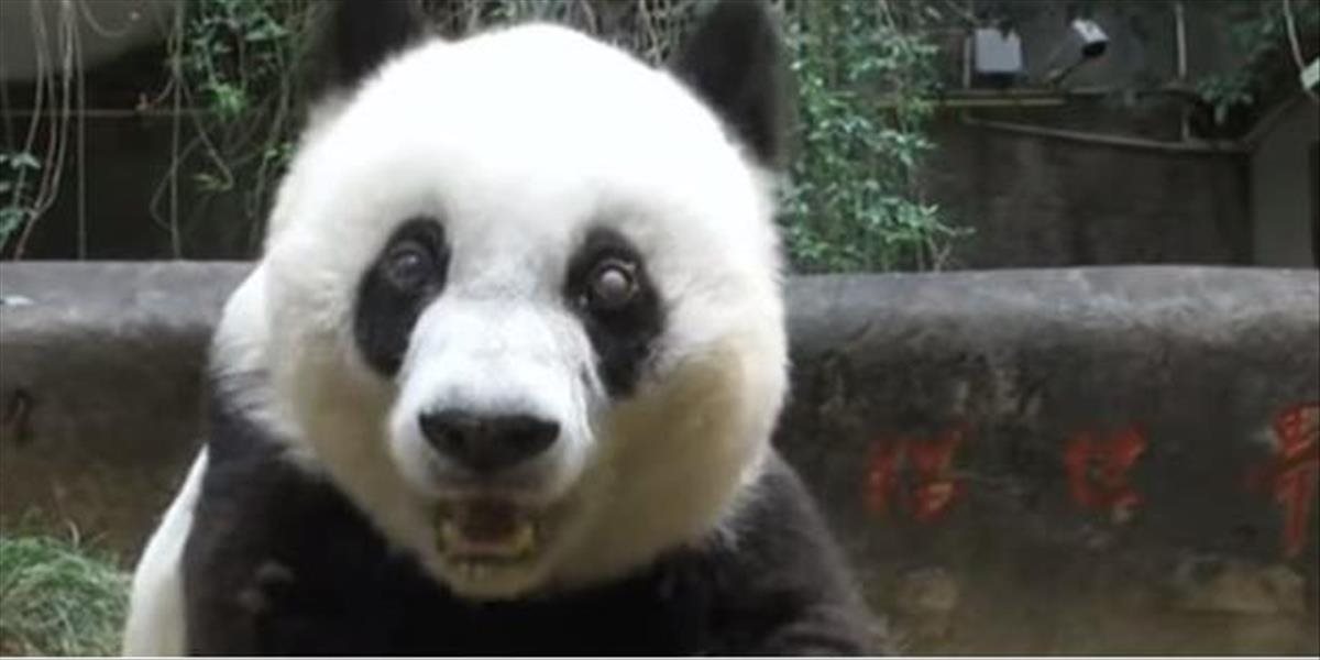 V Číne zomrela najstaršia panda veľká žijúca v zajatí