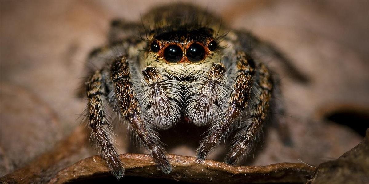 Chovateľ vlastní viac ako 120 druhov exotických pavúkov! Na mesiac ich umiestnil do pražskej ZOO