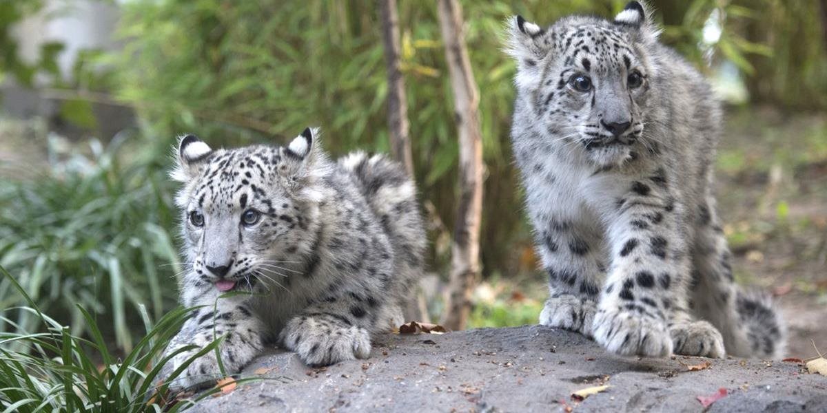 Leopard snežný už nie je na zozname ohrozených druhov zvierat