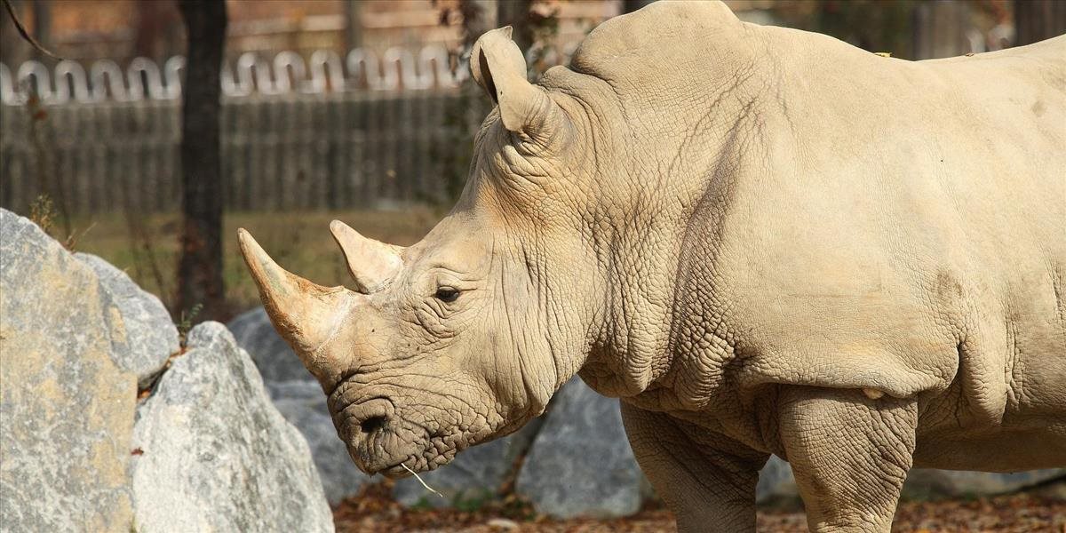 V zoo v Dvoře Králové spálili 33 kilogramov rohov nosorožcov