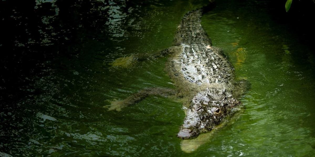 VIDEO Šaman si myslel, že je pánom krokodílov: Z jazera plného hladných plazov sa už nevynoril