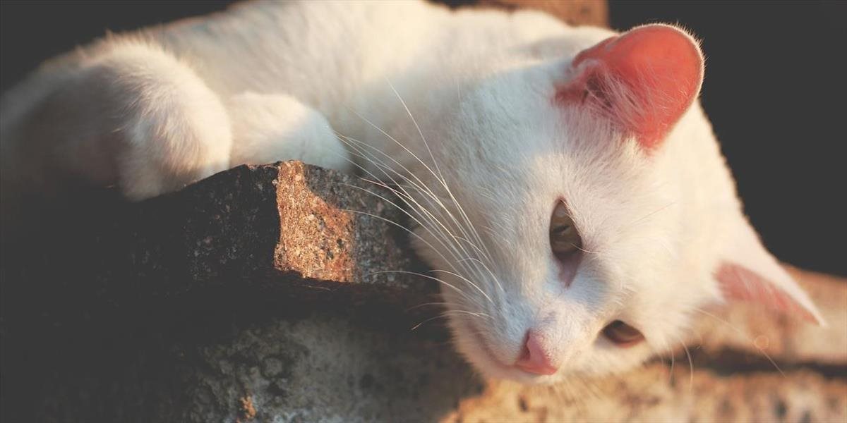 FOTO + VIDEO Tajomná biela mačka prerušila pohreb: Snažila sa k nebožtíkovi za každú cenu dostať