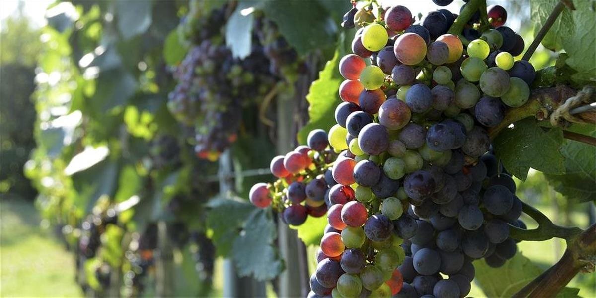 Vinári v tomto roku predpokladajú nižšiu úrodu