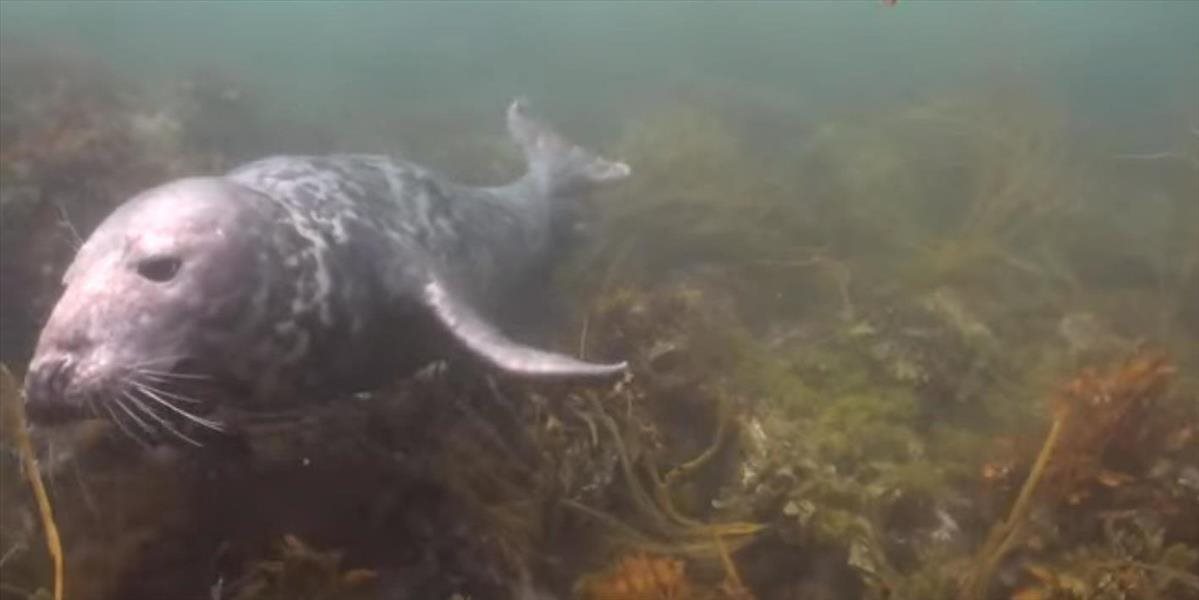 VIDEO Tuleň sa potápačovi postaral o jedinečný zážitok, na ktorý nezabudne do konca života