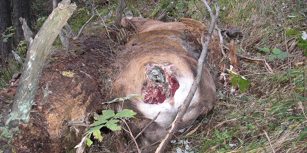 Pytliaci v Prešove kántria zvieratá, našli ďalšie telá bez hláv