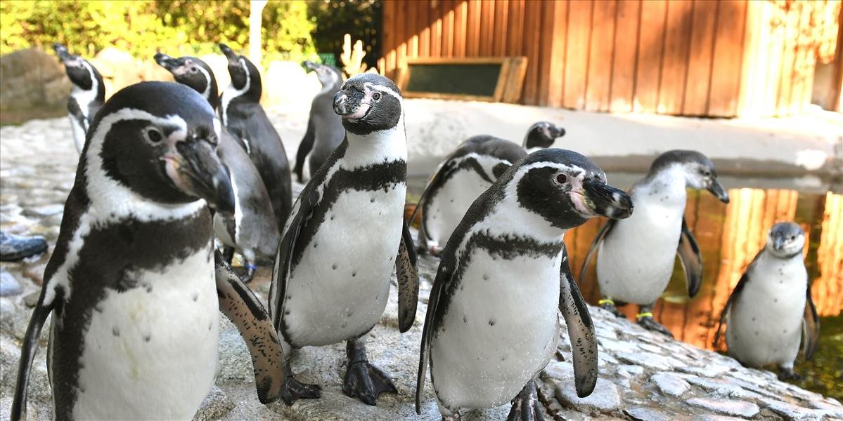 FOTO Košická ZOO sa môže pochváliť odchovaním tučniakov