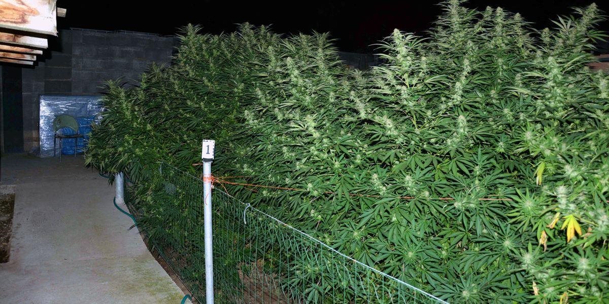 FOTO Odhalili marihuanovú záhradu, jeden muž skončil vo väzbe