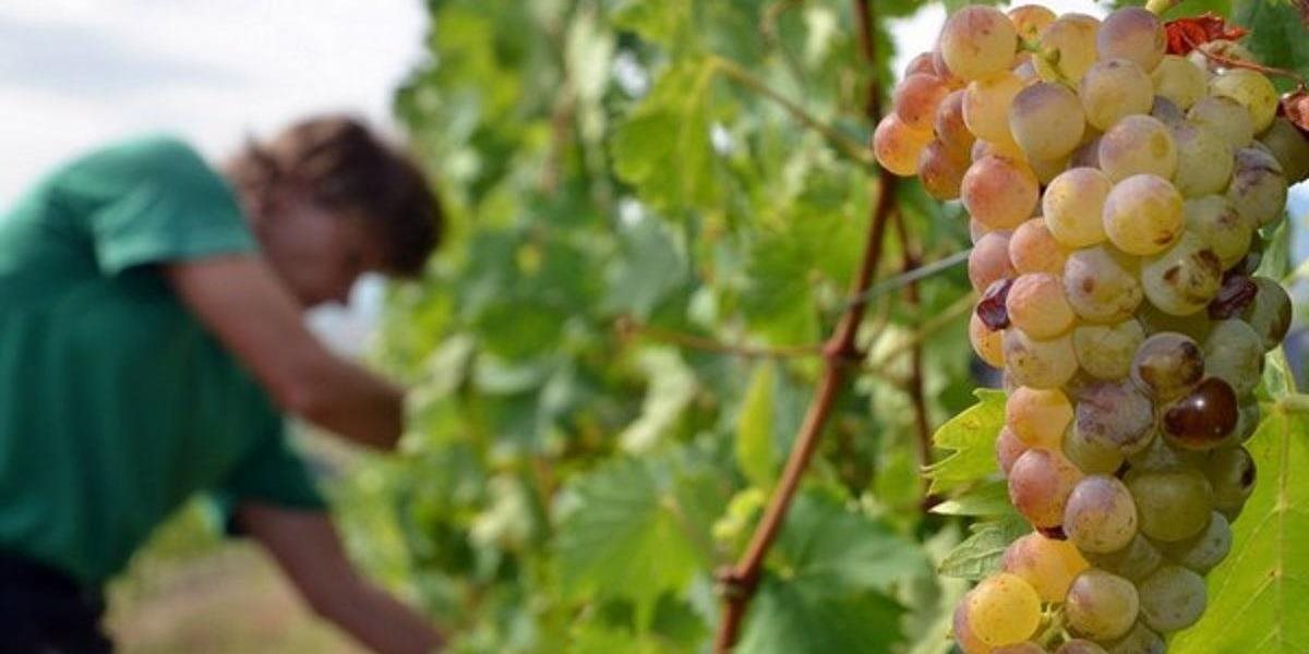 Vína bude tento rok málo, Vinári hlásia najnižšiu úrodu hrozna za posledné roky