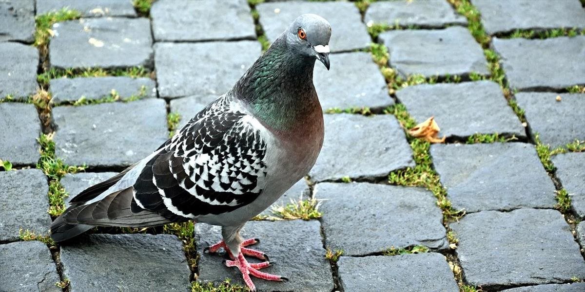 FOTO Britka zachránila holuba tým, že mu zaplatila taxík