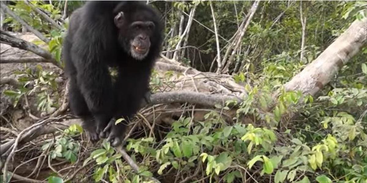 FOTO a  VIDEO Tento šimpanz ostal úplne sám, jeho kmeň záhadne vyhynul