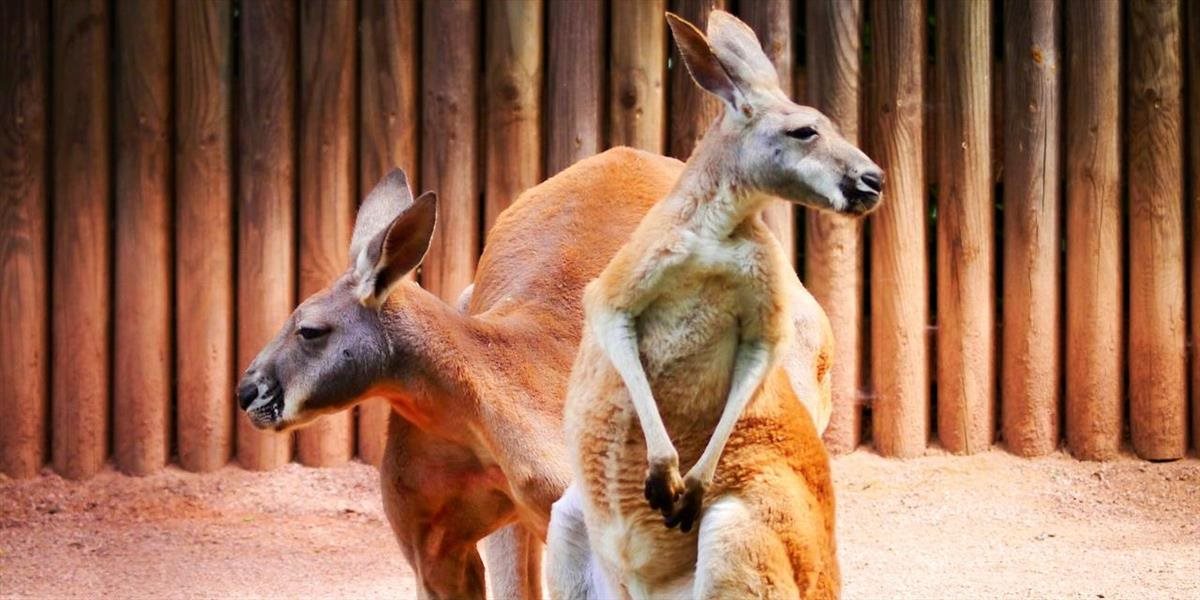 FOTO Fotky tejto kengury vás zaručene pobavia: Musela cvičiť so Schwarzeneggerom!