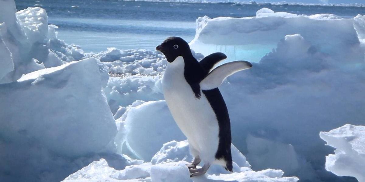 V Antarktíde uhynuli tisíce tučniakov od hladu! Prežili len dve mláďatá