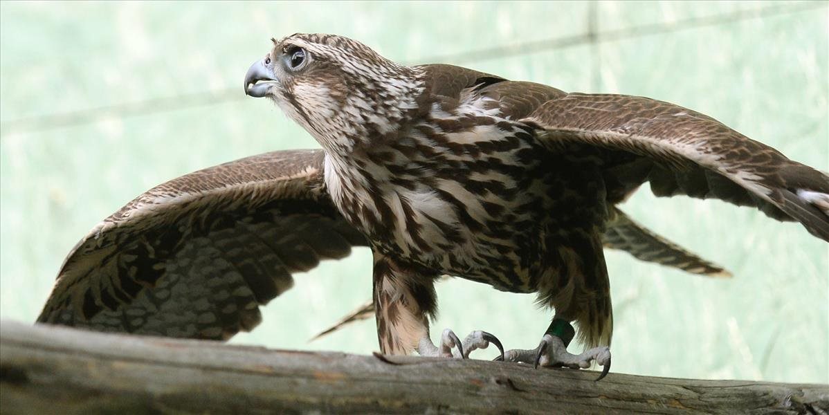 Slovenský sokol Lucky sa stal vo Francúzsku ornitologickou celebritou