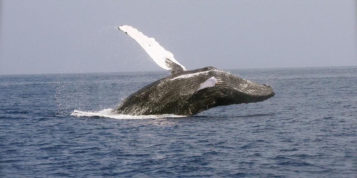Pri pobreží Patagónie zaznamenali rekordný počet veľrýb južných