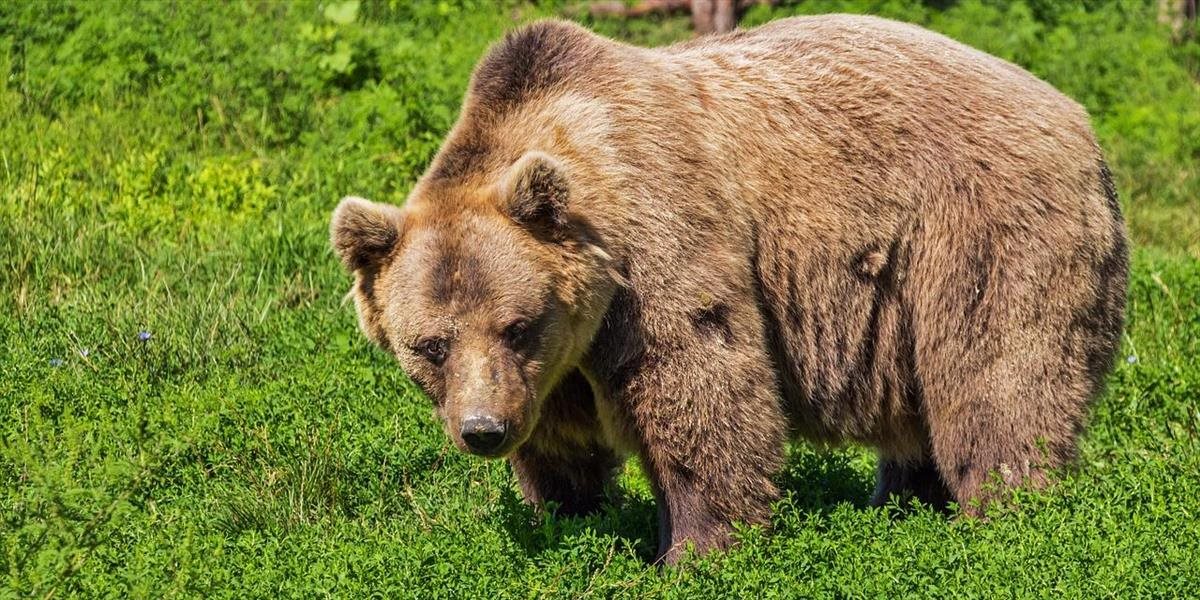 Vysoké Tatry opäť žiadajú o výnimku na odstrel desiatich medveďov