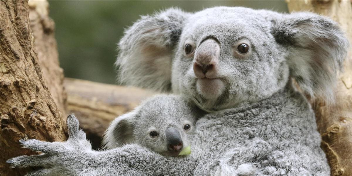 Austrália patrí v rámci ochrany ohrozených druhov k najhorším krajinám na svete