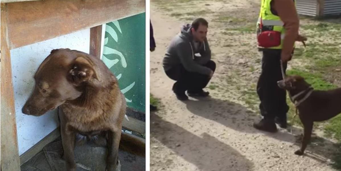 VIDEO: Fenka po rokoch spoznala vôňu svojho majiteľa, jej reakcia vás dojme