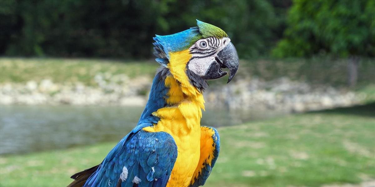 V Stuttgarte chytali cirkusového papagája, ktorý sa nechcel vrátiť