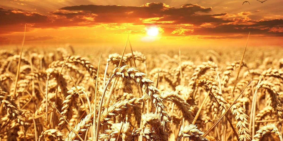 Rusko sa stáva svetovým vývozcom pšenice