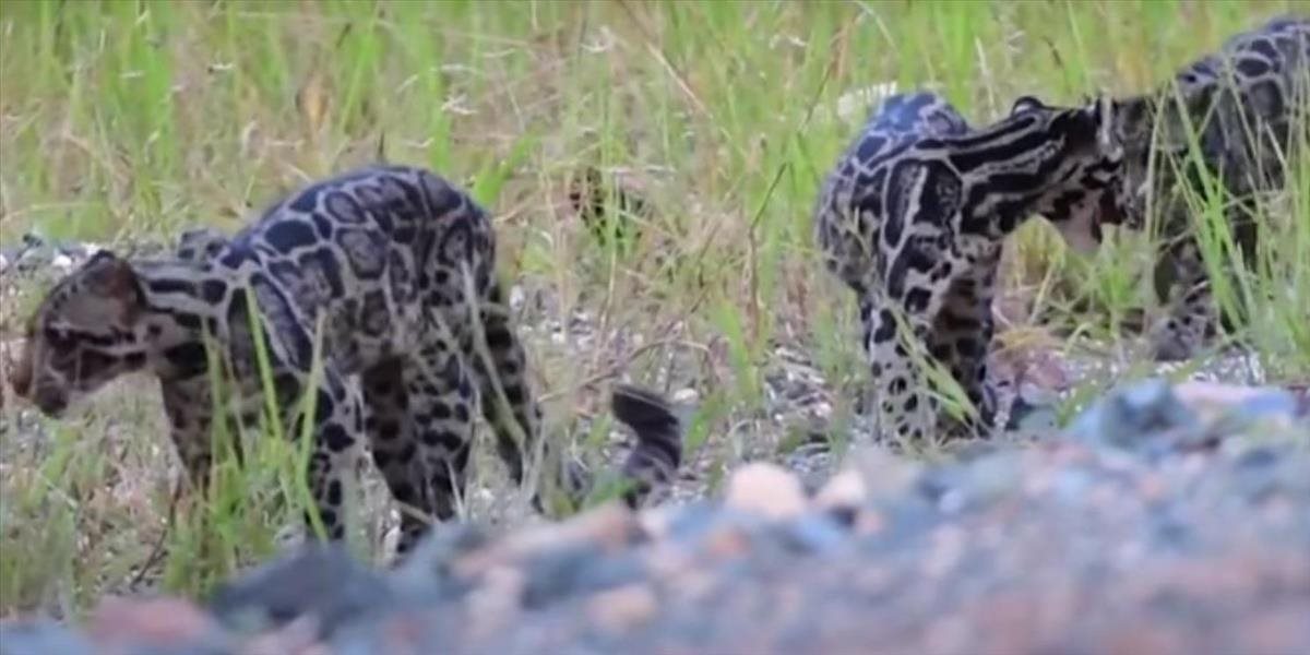 VIDEO Fotograf natočil unikátne zábery vzácneho leoparda na Borneu