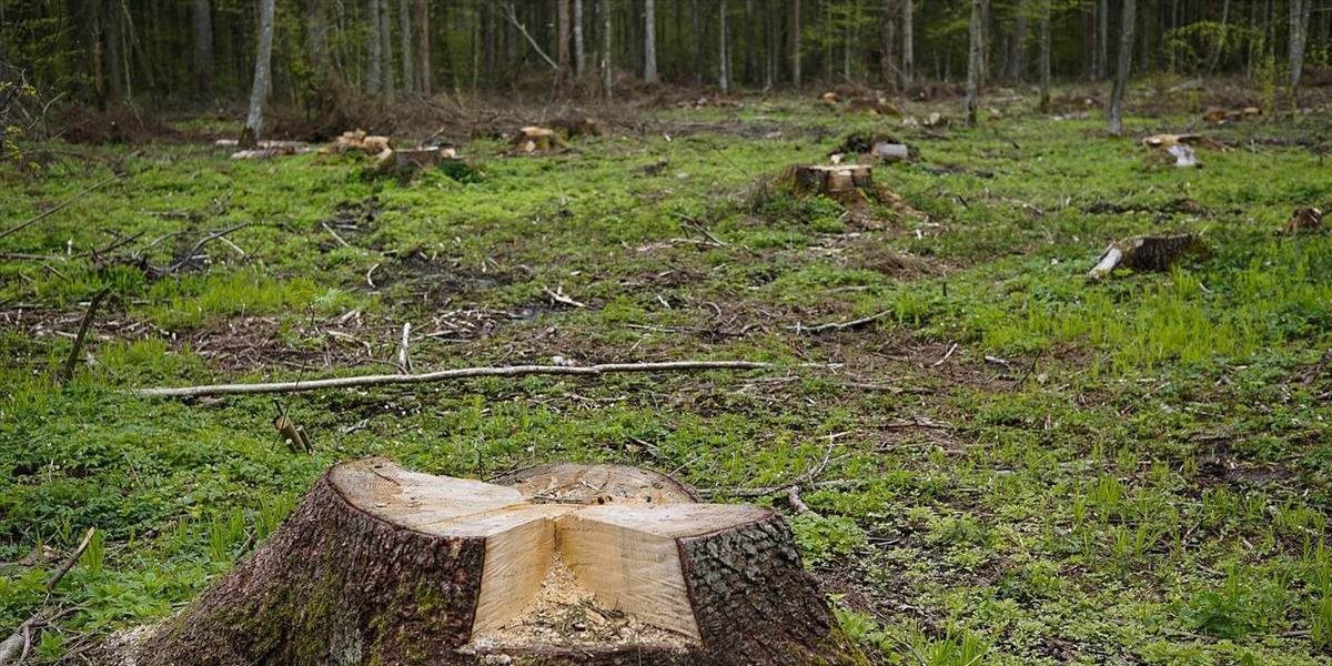 Súdny dvor nariadil Poľsku zastaviť ťažbu v Bielovežskom pralese, ktorý je zapísaný v UNESCO