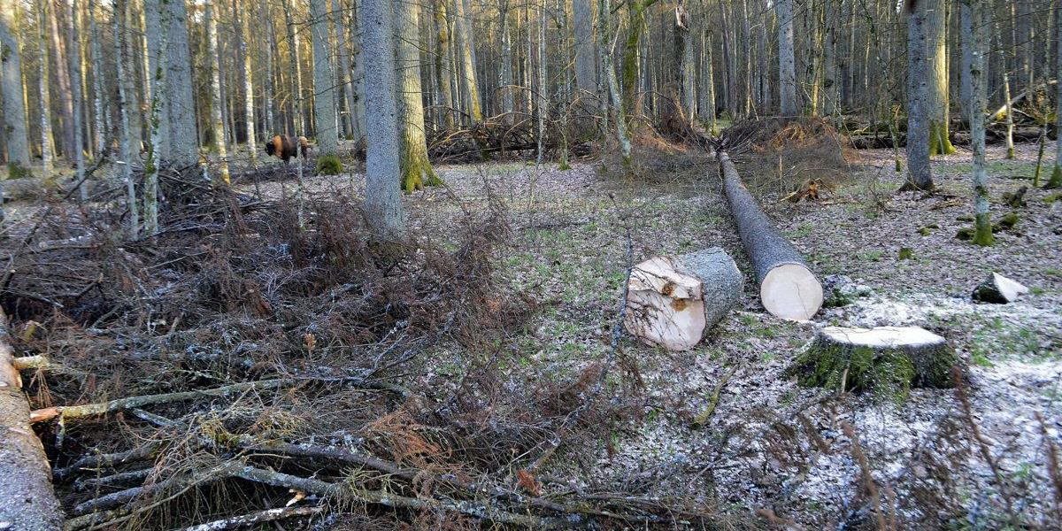Poľská vláda urobila správne rozhodnutie pre životné prostredie! Zastaví ťažbu v Bielovežskom pralese