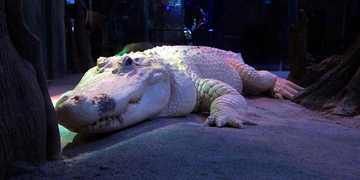 VIDEO Austrálčanov potešil krokodíl nevšedného sfarbenia