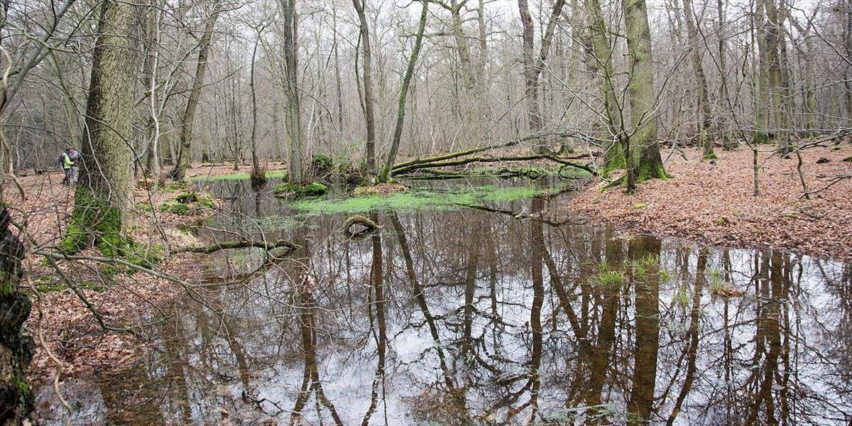 Súd v Nemecku povolil výrub starodávneho lesa pre ťažbu uhlia