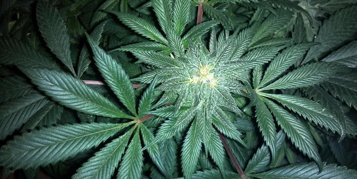 Grécke úrady zhabali 1,5 tony marihuany