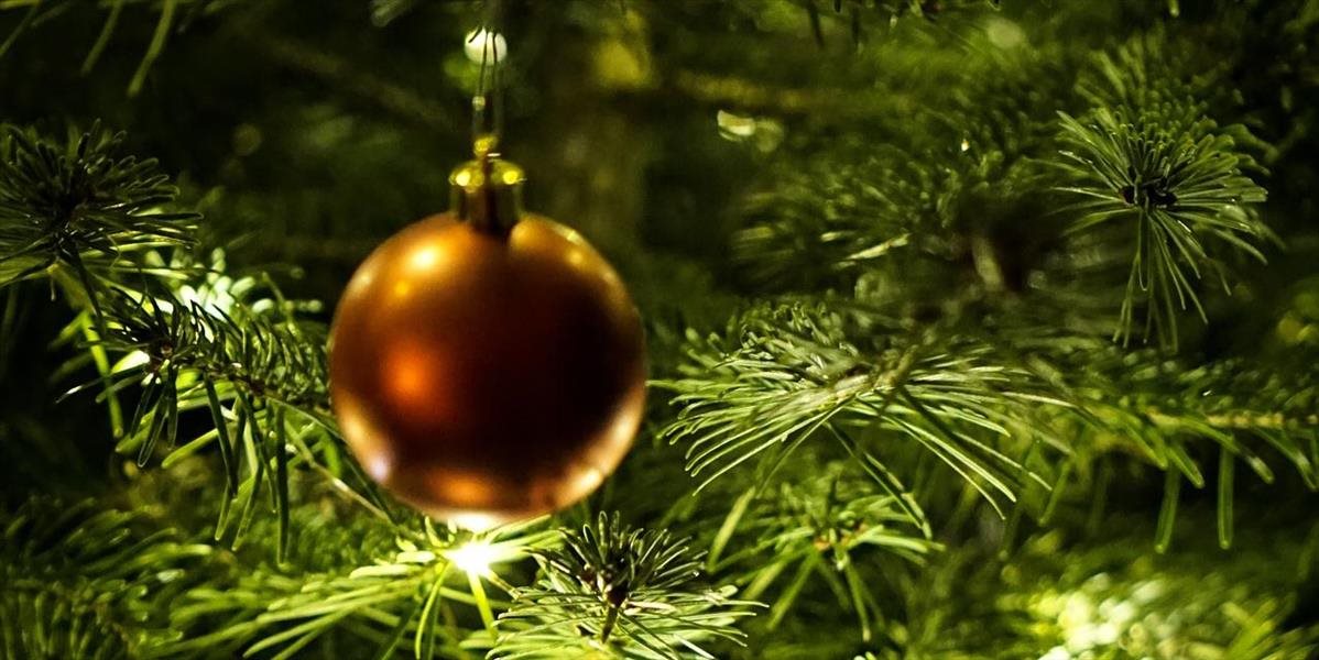 Lesníci roznesú stovky vianočných stromčekov do domovov či nemocníc