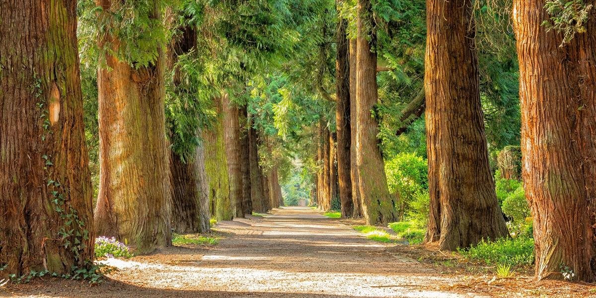 V Tepličke nad Váhom bude 750. výročie pripomínať 750 vysadených stromov