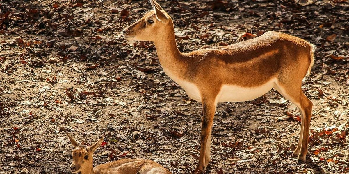 V bratislavskej zoo sa narodilo mláďa najväčšej ázijskej antilopy nilgau