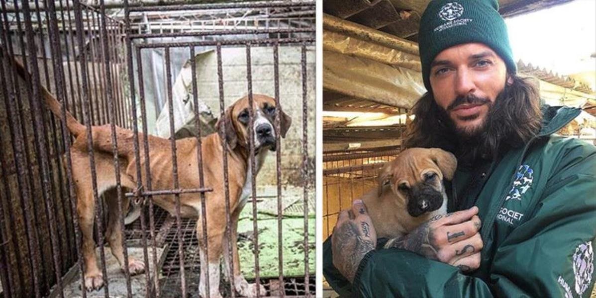 FOTO Pete Wicks zachránil pred zjedením aziatmi vyše 170 psov: Spôsob, akým vrteli chvostíkmi, mi zlomil srdce