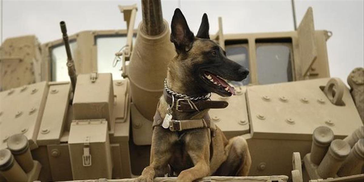 Armádne psy, ktoré v Afganistane zachránili tisíce životov, po službe utratia