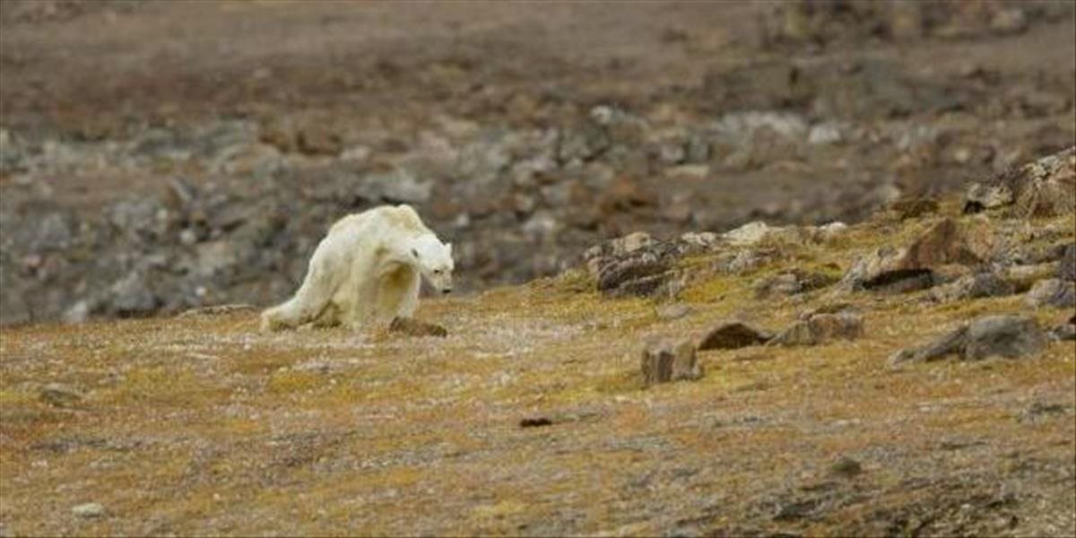 Srdcervúce VIDEO: Fotograf zverejnil zdrvujúce zábery umierajúceho ľadového medveďa