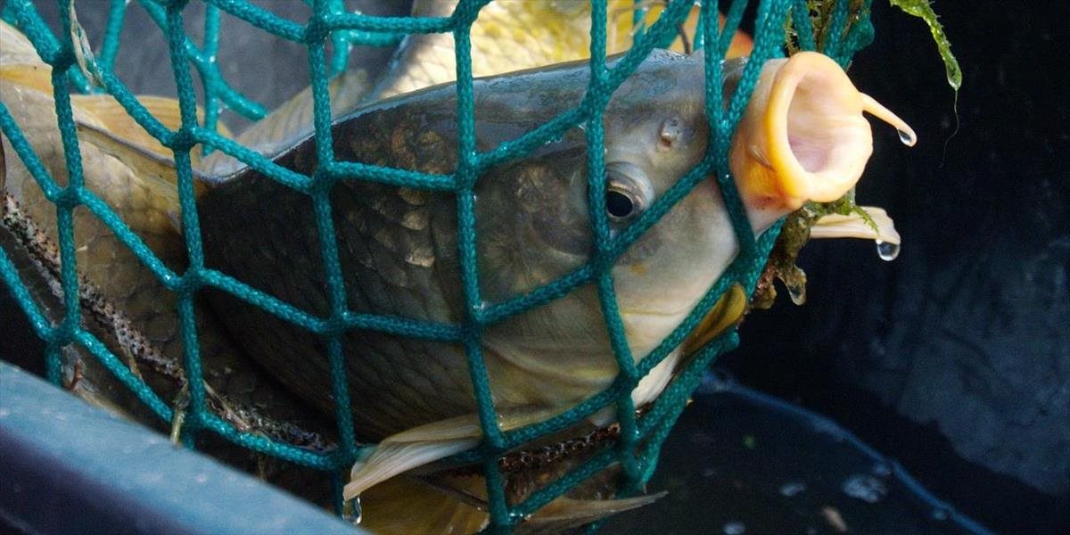 Poliaci už na Vianoce nechcú vystresovaných kaprov: Hypermarket ukončil predaj živých rýb